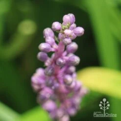 Liriope Amethyst -Bloom Field Shop liriope amethyst buds close