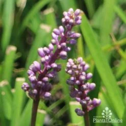 Liriope Amethyst -Bloom Field Shop liriope amethyst flower 500 1