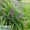 Liriope Amethyst -Bloom Field Shop liriope amethyst young