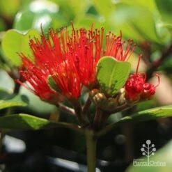 Metrosideros Little Ewan - Dwarf NZ Christmas Bush -Bloom Field Shop little ewan metrosideros flower