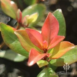 Metrosideros Little Ewan - Dwarf NZ Christmas Bush -Bloom Field Shop little ewan new leaf colour