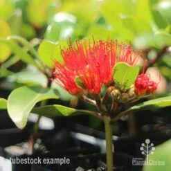 Metrosideros Little Ewan - Dwarf NZ Christmas Bush -Bloom Field Shop little ewan tubestock