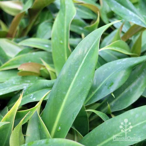 Philodendron Little Phil 5 Philodendron Little Phil - Image 3