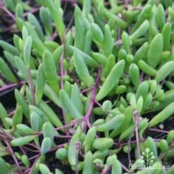 Othonna Ruby Necklace - Little Pickles - Succulent 15 Othonna Ruby Necklace - Little Pickles - Succulent -Bloom Field Shop little pickles red stems close 500