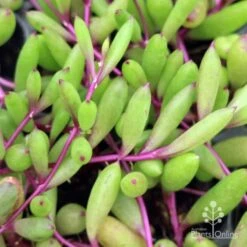 Othonna Ruby Necklace - Little Pickles - Succulent 11 Othonna Ruby Necklace - Little Pickles - Succulent -Bloom Field Shop little pickles ruby necklace