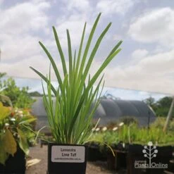 New Arrival -Bloom Field Shop lomanndra lime tuff tubestock