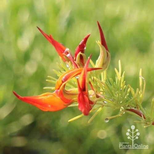 Lotus Red Flash - Parrot's Beak 4 Lotus Red Flash - Parrot's Beak - Image 2