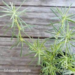 Lotus Red Flash - Parrot's Beak 16 Lotus Red Flash - Parrot's Beak -Bloom Field Shop lotus red flash