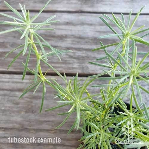 Lotus Red Flash - Parrot's Beak 9 Lotus Red Flash - Parrot's Beak - Image 7