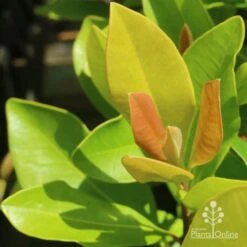 Tristaniopsis Luscious - Water Gum 34 Tristaniopsis Luscious - Water Gum -Bloom Field Shop luscious new leaves