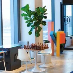 Ficus Lyrata - Fiddle Leaf Fig -Bloom Field Shop lyrata chessboard