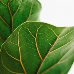 Ficus Lyrata Bambino - Fiddle Leaf Fig -Bloom Field Shop lyrata leaf closeup
