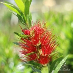 Callistemon Macarthur -Bloom Field Shop macarthur flower closeup