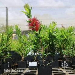 Callistemon Macarthur -Bloom Field Shop macarthur tubestock