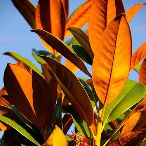 Magnolia Little Gem 5 Magnolia Little Gem - Image 3