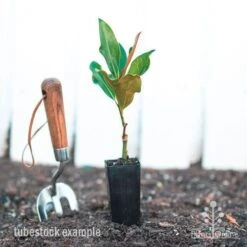 Magnolia Little Gem 17 Magnolia Little Gem -Bloom Field Shop magnolia little gem tube