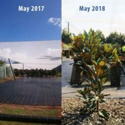 Magnolia Little Gem 24 Magnolia Little Gem -Bloom Field Shop magnolia tubestock growth 1 year