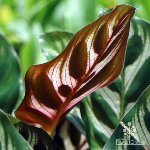Calathea Makoyana - Peacock Plant 6 Calathea Makoyana - Peacock Plant - Image 4
