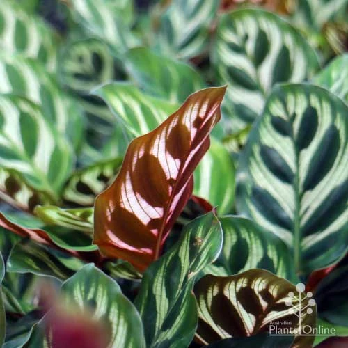 Calathea Makoyana - Peacock Plant 4 Calathea Makoyana - Peacock Plant - Image 2