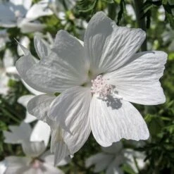 Musk Mallow - Seed -Bloom Field Shop mallow white