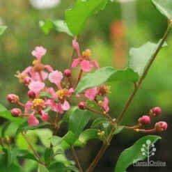 Malpighia Pixie - Acerola 26 Malpighia Pixie - Acerola -Bloom Field Shop malpighia pixie flowers