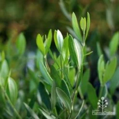 Olive Manzanillo -Bloom Field Shop manzanillo tube