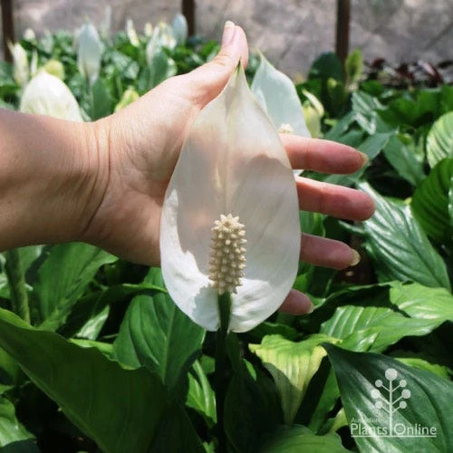 Spathiphyllum Maracay - Peace Lily 3 Spathiphyllum Maracay - Peace Lily