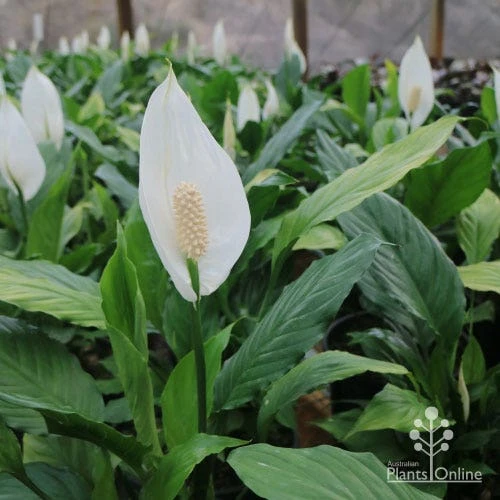 Spathiphyllum Maracay - Peace Lily 4 Spathiphyllum Maracay - Peace Lily - Image 2