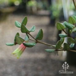 Correa Marian's Marvel -Bloom Field Shop marian img 0924