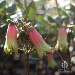 Correa Marian's Marvel -Bloom Field Shop marian marvel flowers