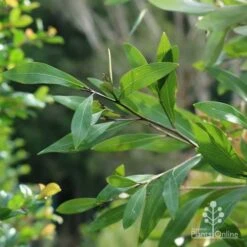 Grevillea Orange Marmalade -Bloom Field Shop marmalade foliage