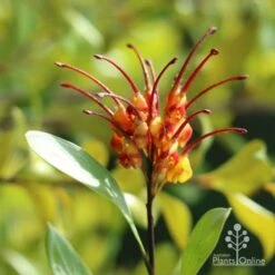 Grevillea Orange Marmalade -Bloom Field Shop marmalade grevillea