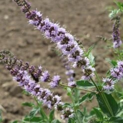 Mint - Seed -Bloom Field Shop mentha spicata flowers