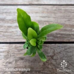 Microsorum Green Flame Fern 14 Microsorum Green Flame Fern -Bloom Field Shop microsorum green flame 2