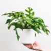 Philodendron Minima - Mini Monstera -Bloom Field Shop mini monstera in hand
