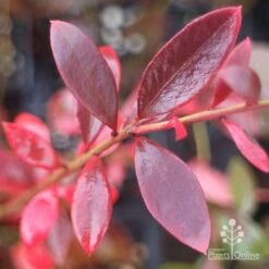 Blueberry Misty 20 Blueberry Misty -Bloom Field Shop misty blueberry autumn colour