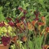 Australian Wildflower Kangaroo Paw - Seed -Bloom Field Shop mixed kangaroo paw