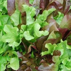 Lettuce Mixed Salad Leaves - Seed -Bloom Field Shop mixed salad leaves 1