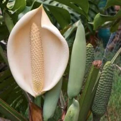 Monstera Deliciosa - Fruit Salad Plant, Swiss Cheese 21 Monstera Deliciosa - Fruit Salad Plant, Swiss Cheese -Bloom Field Shop monstera flowers and fruit 500