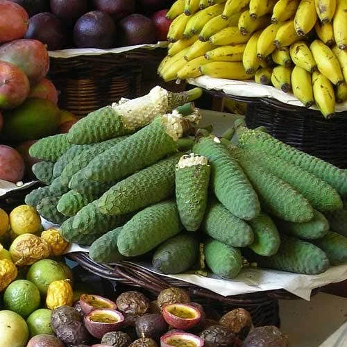 Monstera Deliciosa - Fruit Salad Plant, Swiss Cheese 13 Monstera Deliciosa - Fruit Salad Plant, Swiss Cheese - Image 11