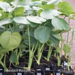 Monstera Deliciosa - Fruit Salad Plant, Swiss Cheese 25 Monstera Deliciosa - Fruit Salad Plant, Swiss Cheese -Bloom Field Shop monstera tubes