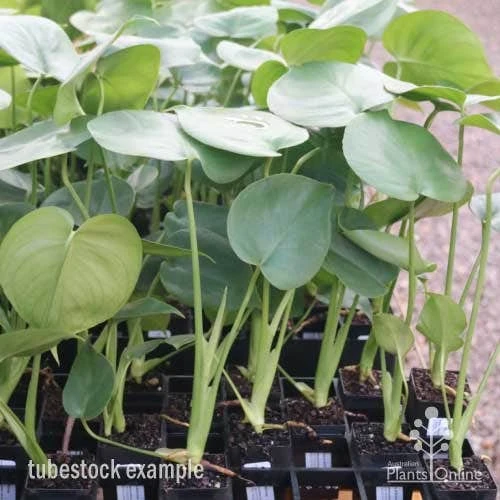 Monstera Deliciosa - Fruit Salad Plant, Swiss Cheese 14 Monstera Deliciosa - Fruit Salad Plant, Swiss Cheese - Image 12