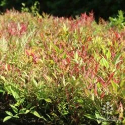 Nandina Moonbay -Bloom Field Shop moonbay mass