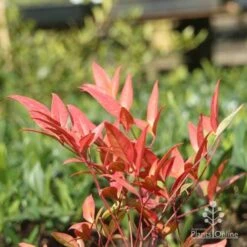 Nandina Moonbay -Bloom Field Shop moonbay winter colour
