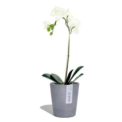 EcoPot 14cm - Morinda Blue-grey 4 EcoPot 14cm - Morinda Blue-grey - Image 2