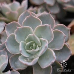 Echeveria Morning Beauty - Succulent 10 Echeveria Morning Beauty - Succulent -Bloom Field Shop morning beauty leaf 500