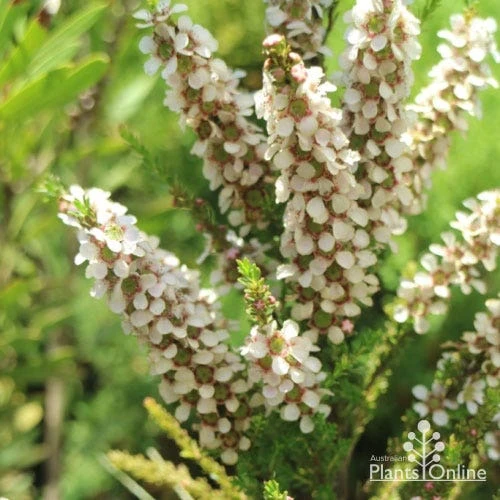 Leptospermum Liversidgei Mozzie Blocker 3 Leptospermum Liversidgei Mozzie Blocker