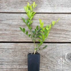 Murraya Sweet Privacy -Bloom Field Shop murraya sweet privacy 1