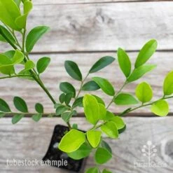 Murraya Sweet Privacy -Bloom Field Shop murraya sweet privacy 2