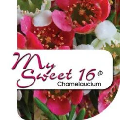 Chamelaucium MY SWEET 16™ - Waxflower -Bloom Field Shop my sweet 16 label